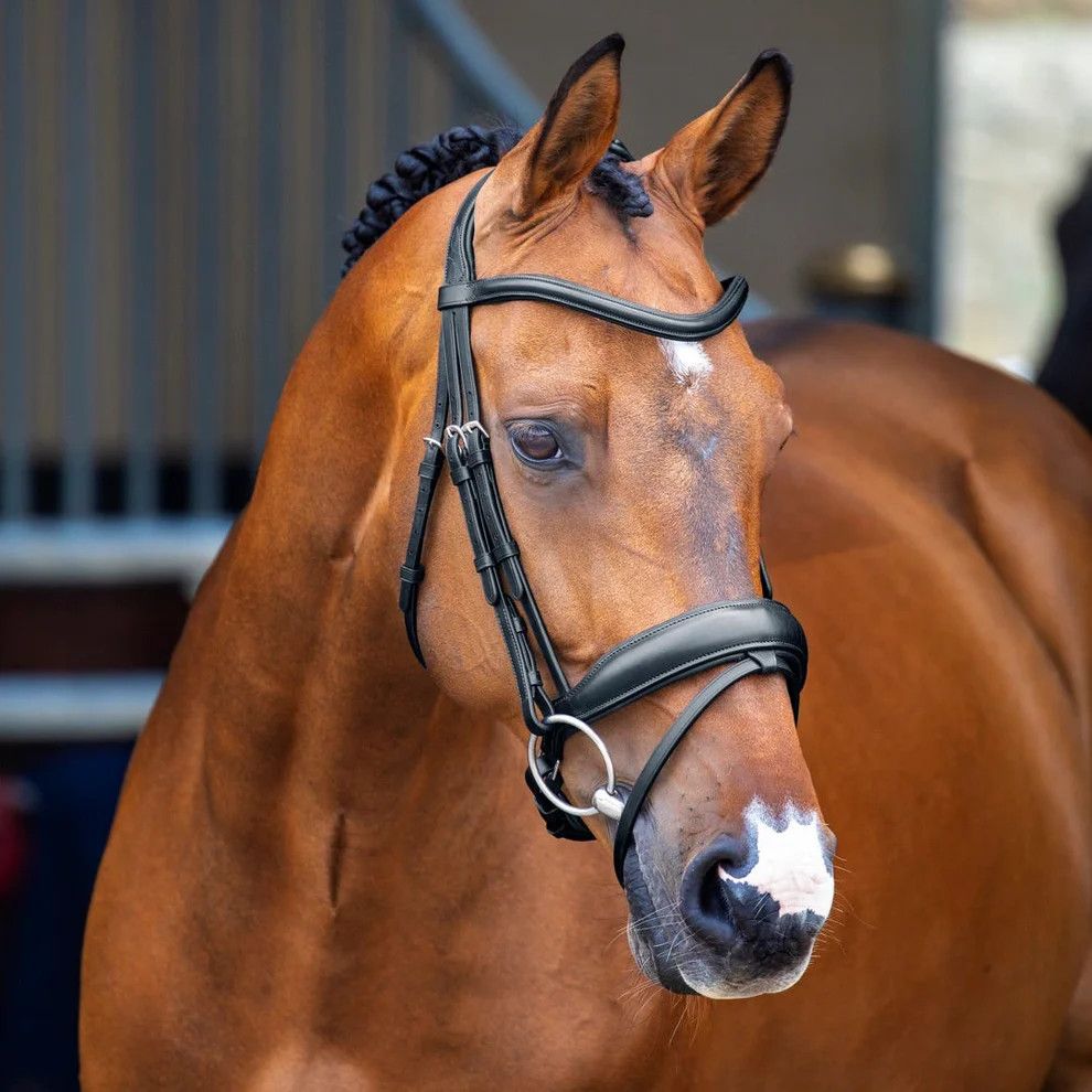VELOCITI LUSSO - Dressage Bridle with Flash Black, Size: Cob, Couleur: Noir