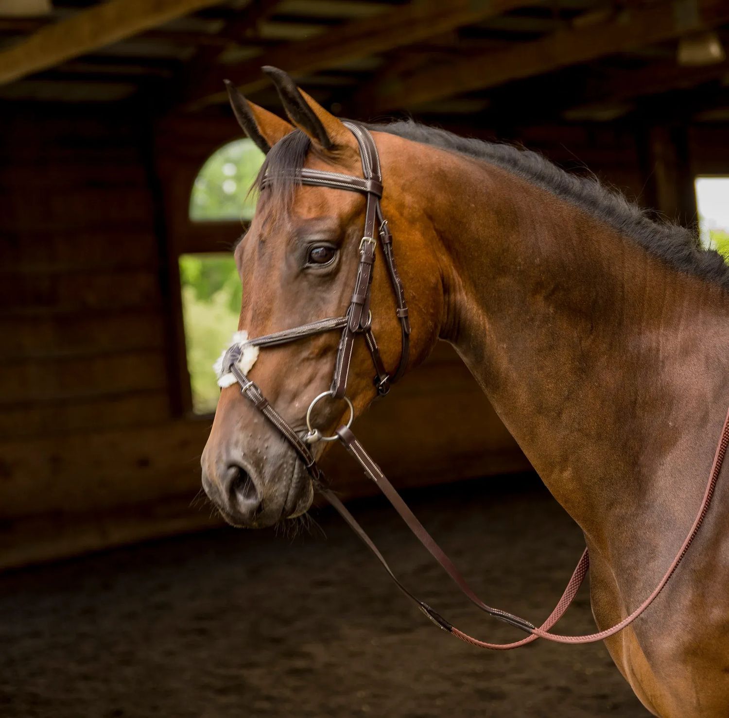 SHIRES - Bridle Woodside Figure 8 Havana, Size: Full