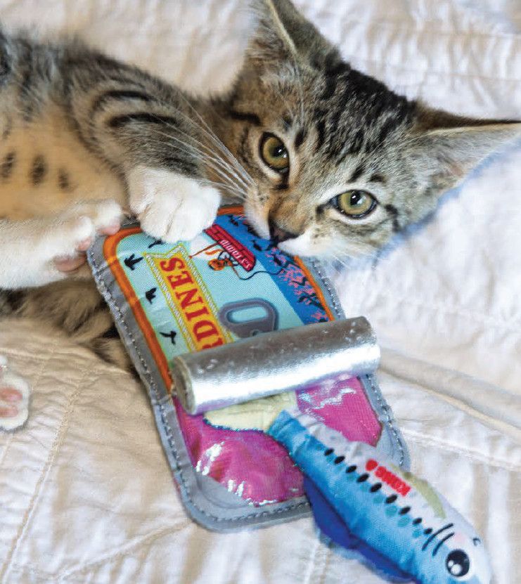 KONG - Crackles Sardine, Size: 3.5'' x 4.25''