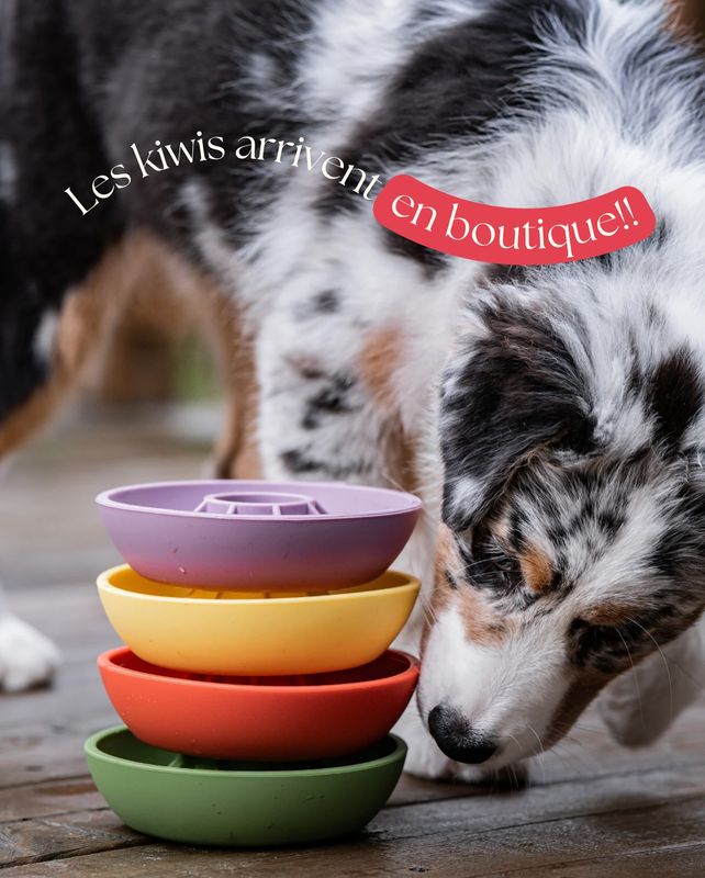 DOG'S CRUSH - Mini Kiwi Slow Feeder Bowl