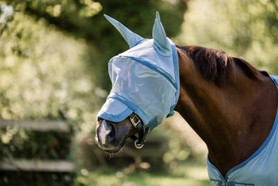 HORSEWARE - Fly Mask Rambo Heather Blue/Blue &amp; Silver
