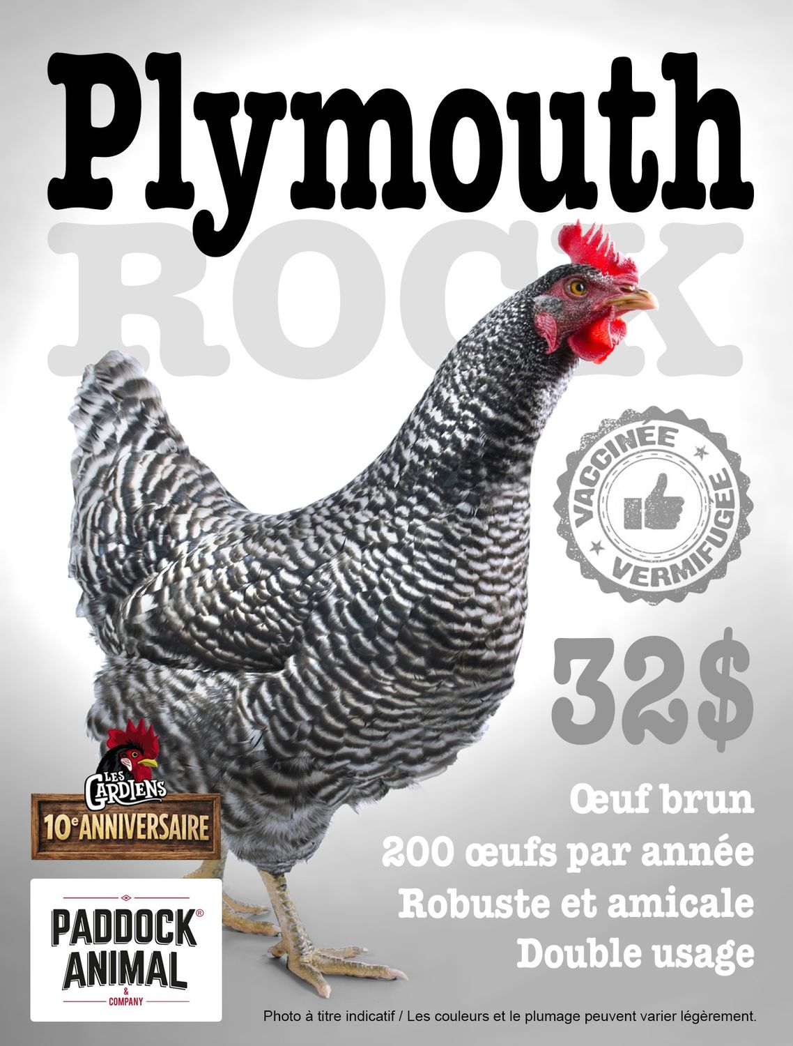 FERME ALTERNATIVE - Plymouth Rock Laying Hen, Date: 6 Juin 2026