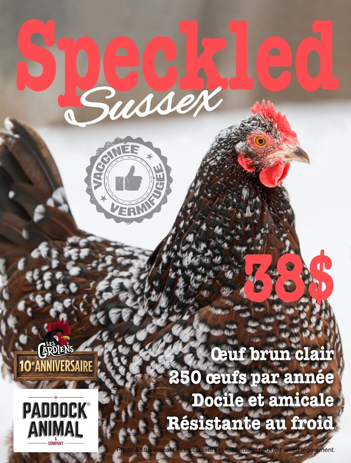 FERME ALTERNATIVE - Speckled Sussex Laying Hen, Date: 6 Juin 2026