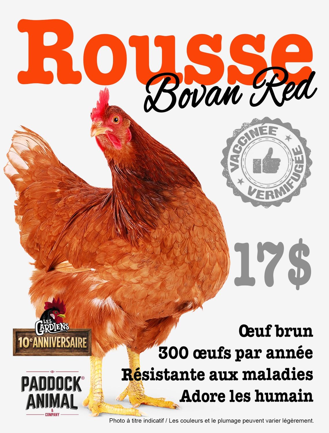 FERME ALTERNATIVE - Red Bovans Laying Hen, Date: 6 Juin 2026