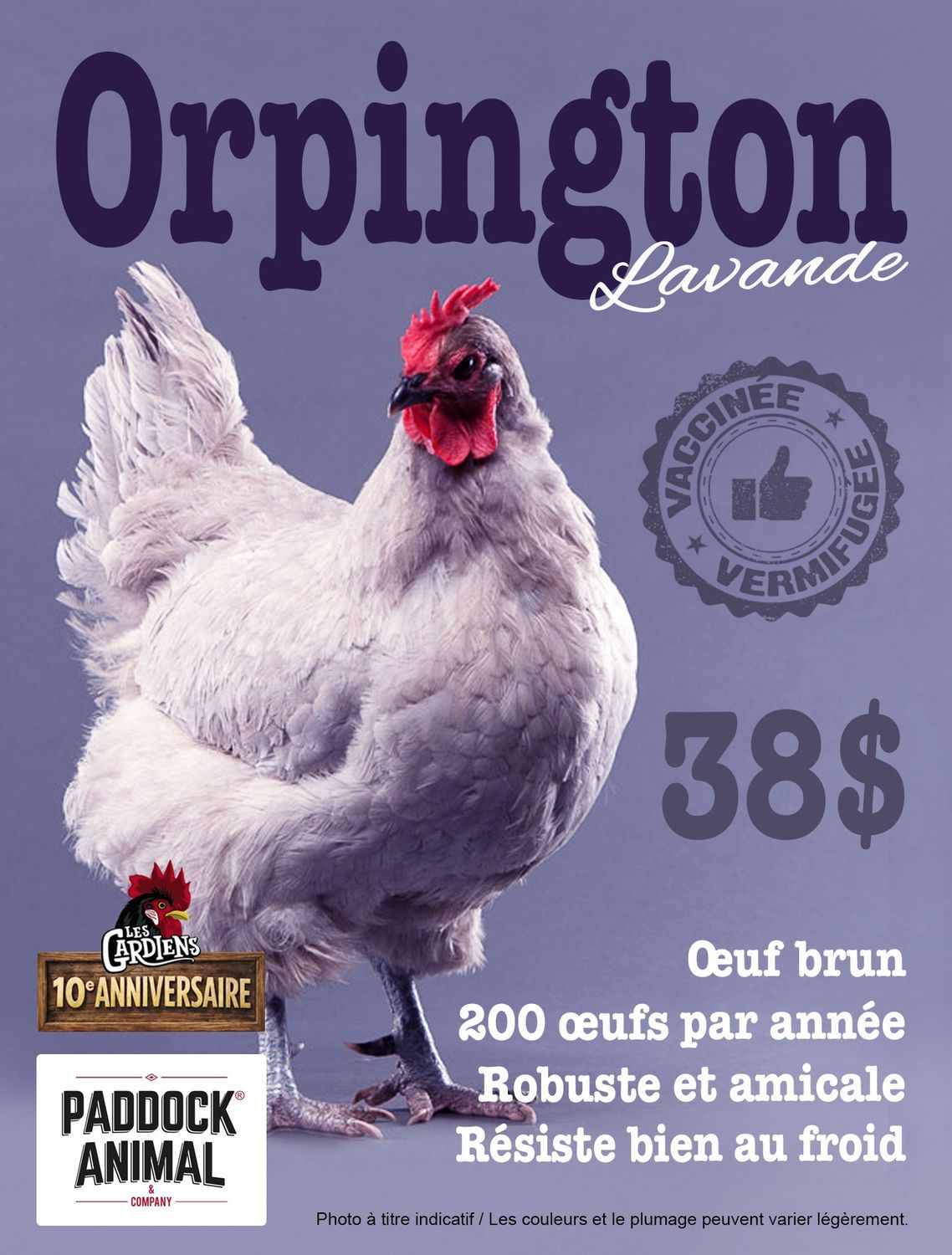 FERME ALTERNATIVE - Lavender Orpington Laying Hen, Date: 6 Juin 2026