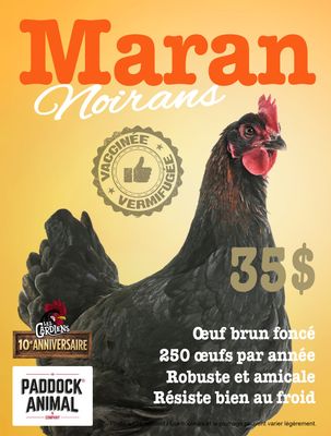 FERME ALTERNATIVE - Black Marans Laying Hen