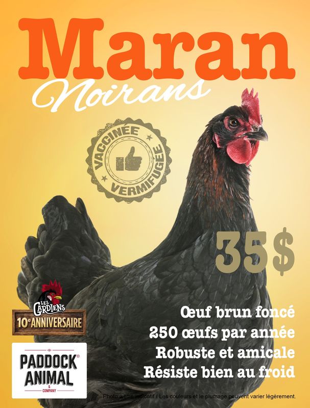 FERME ALTERNATIVE - Black Marans Laying Hen