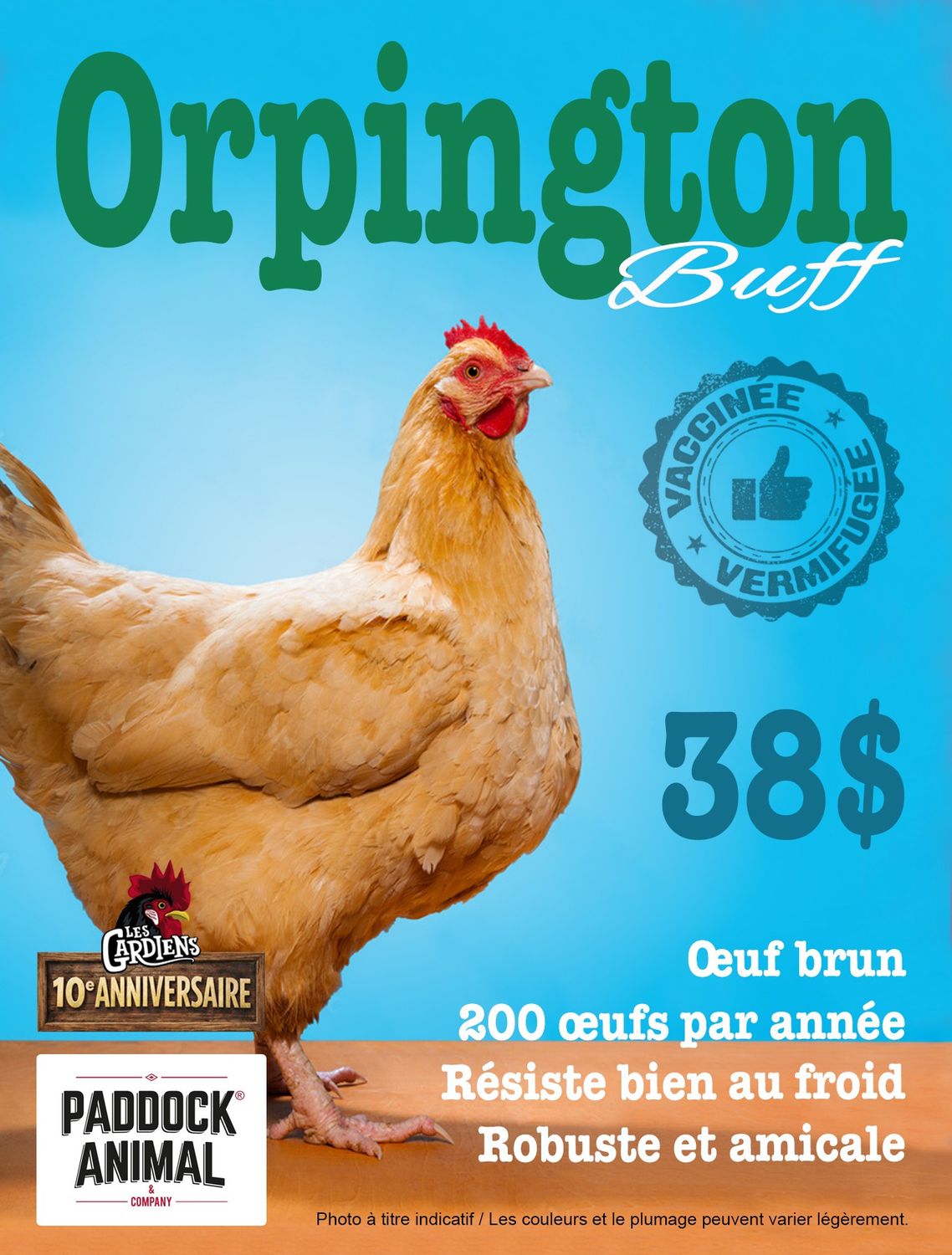 FERME ALTERNATIVE - Orpington Buff Laying Hen, Type: 4 Juin 2026