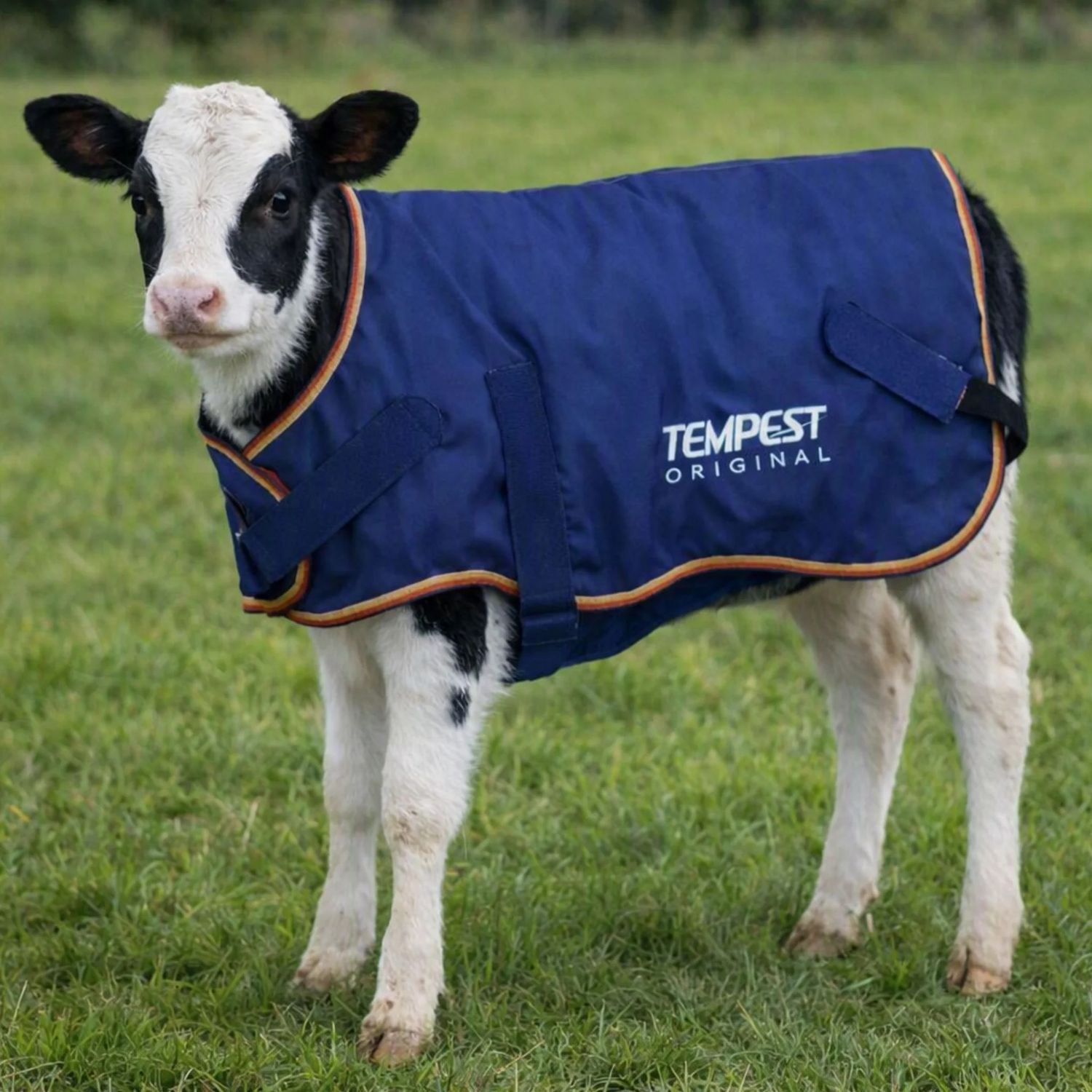 SHIRES EQUESTRIAN - Tempest Original Calf Coat