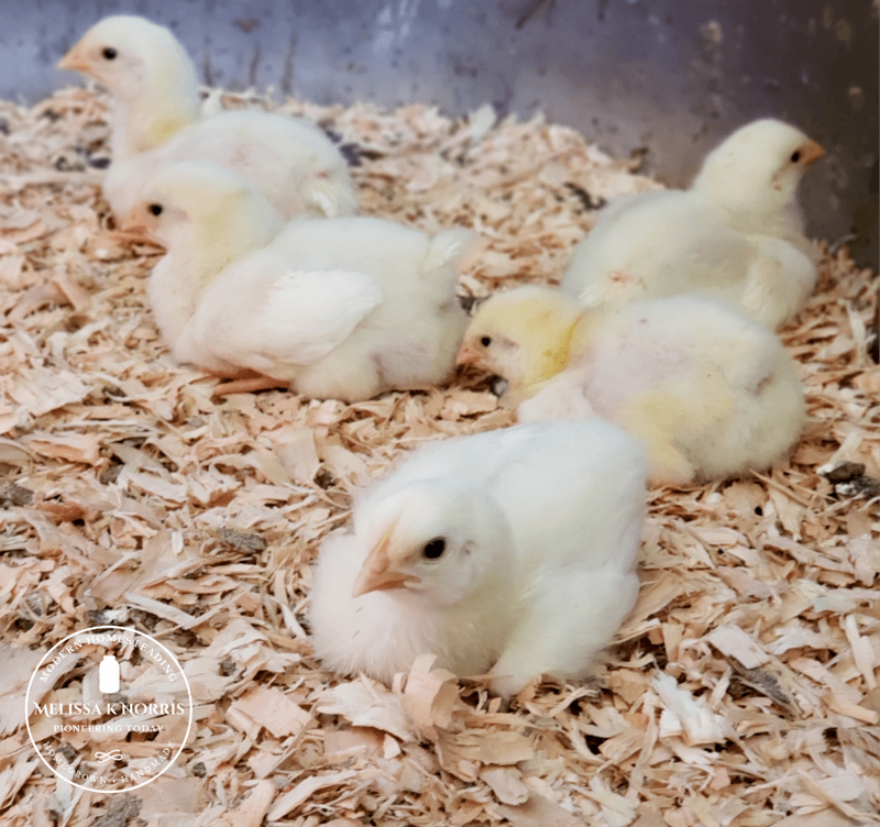 GÉNÉRATION GRAINS NATURE - 1 Day Old Female Broiler Chicken