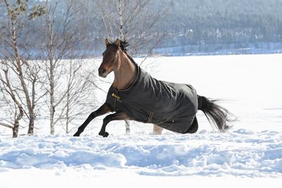 BUCAS - Irish Turnout Rug 1200D 150g Black/Gold