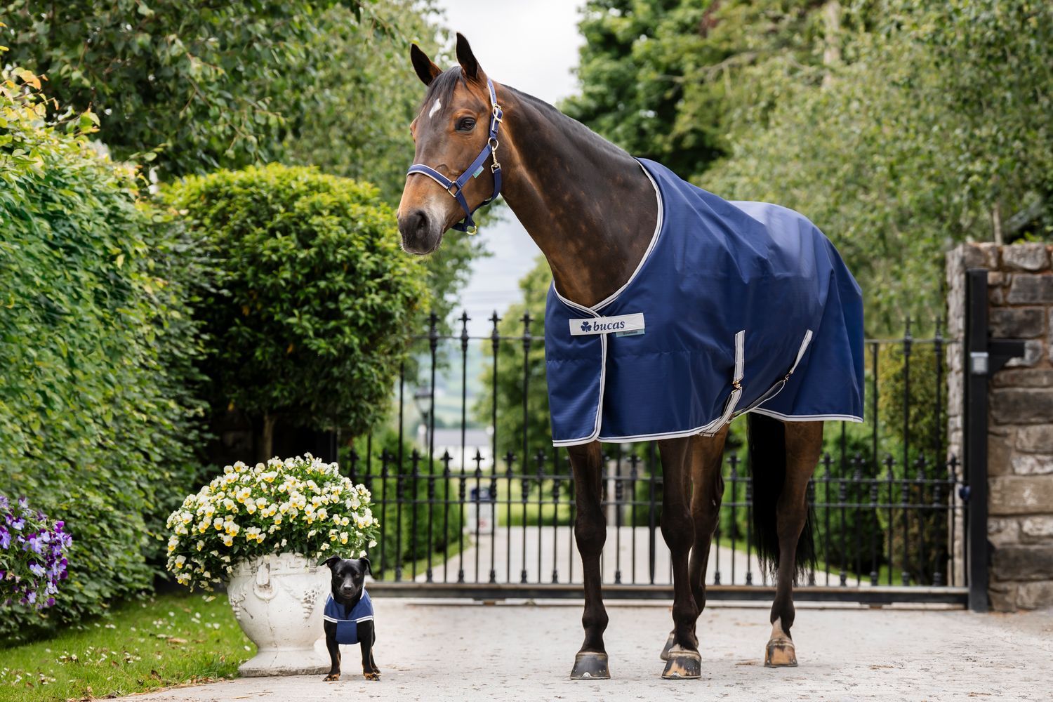 BUCAS - Freedom Turnout Light Rug Blueberry