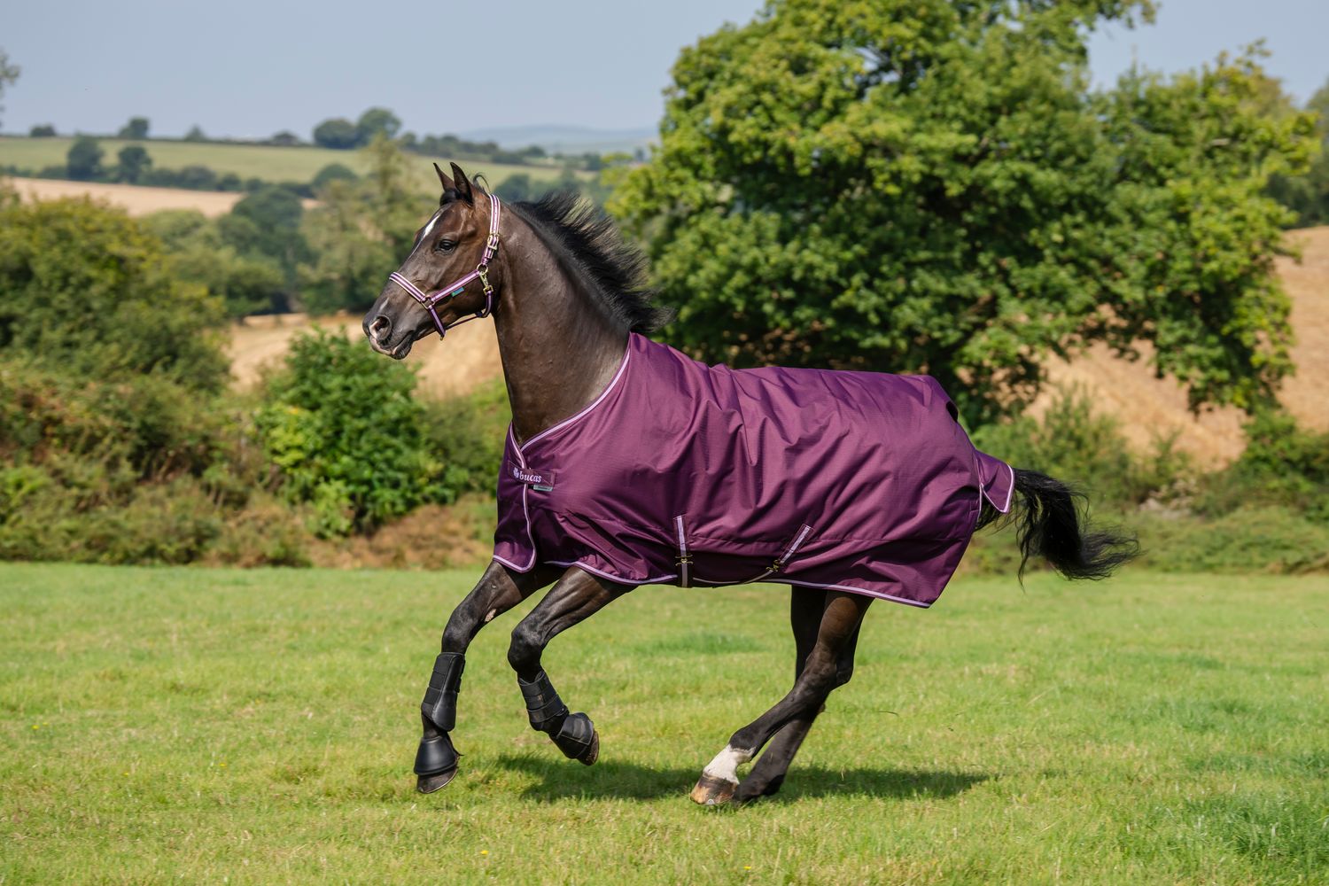 BUCAS - Freedom Turnout Light Rug Blackberry