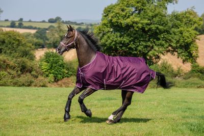 BUCAS - Freedom Turnout Light Rug Blackberry