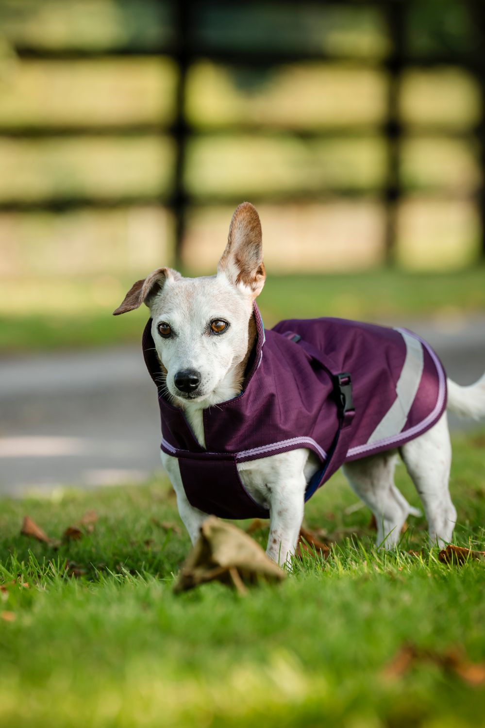 BUCAS - Freedom Dog Rug 150G Blackberry