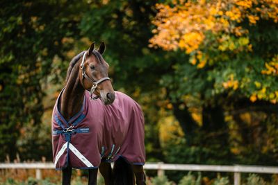 HORSEWARE - Amigo Bravo 12 T/O Burgundy/Navy &amp; Titanium Grey