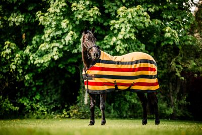 HORSEWARE - Newmarket Fleece Cooler Witney Stripes Gold