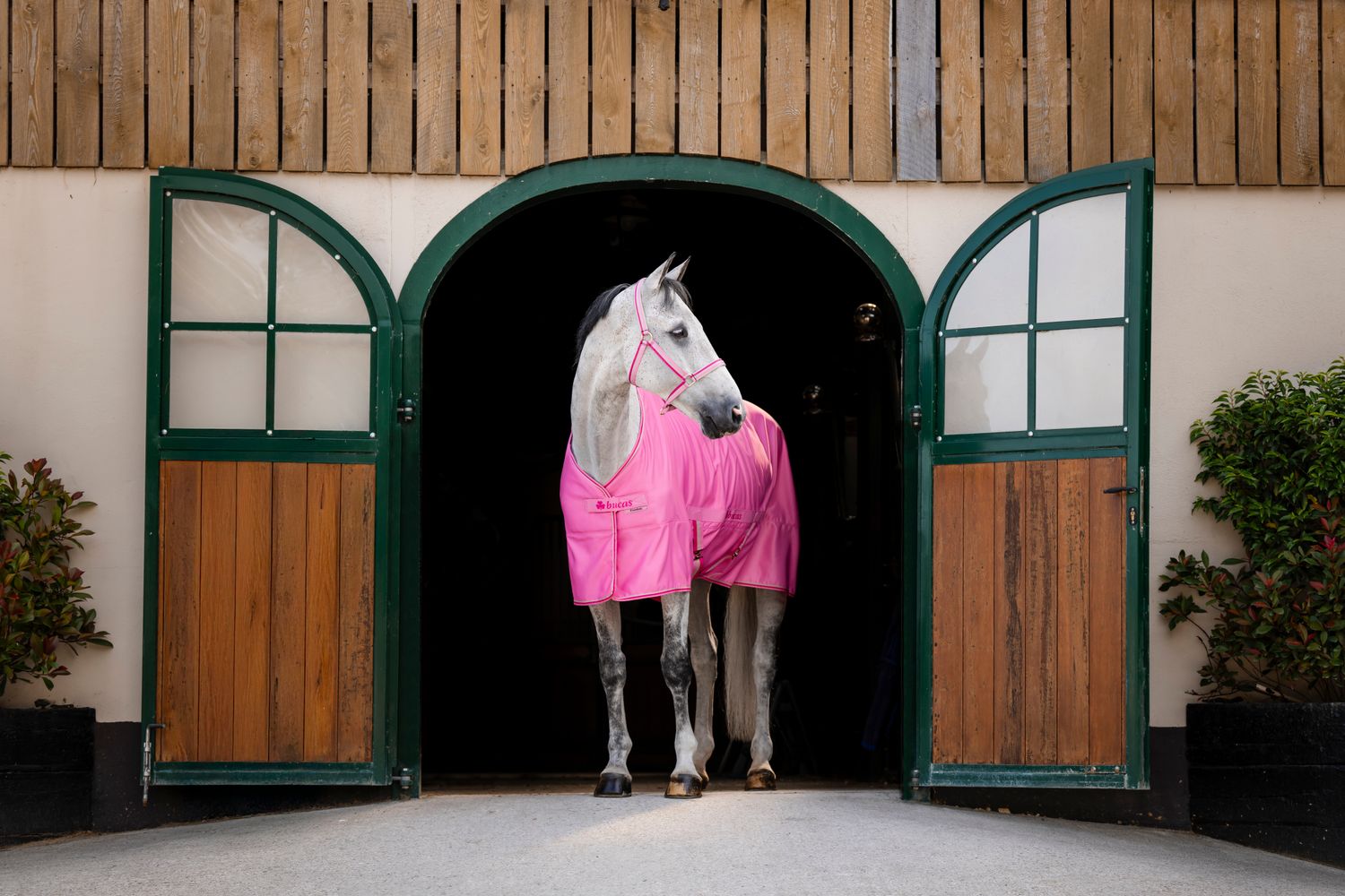 BUCAS - Freedom Twill Sheet Aurora Pink
