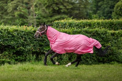 BUCAS - Freedom Fly Sheet Aurora Pink