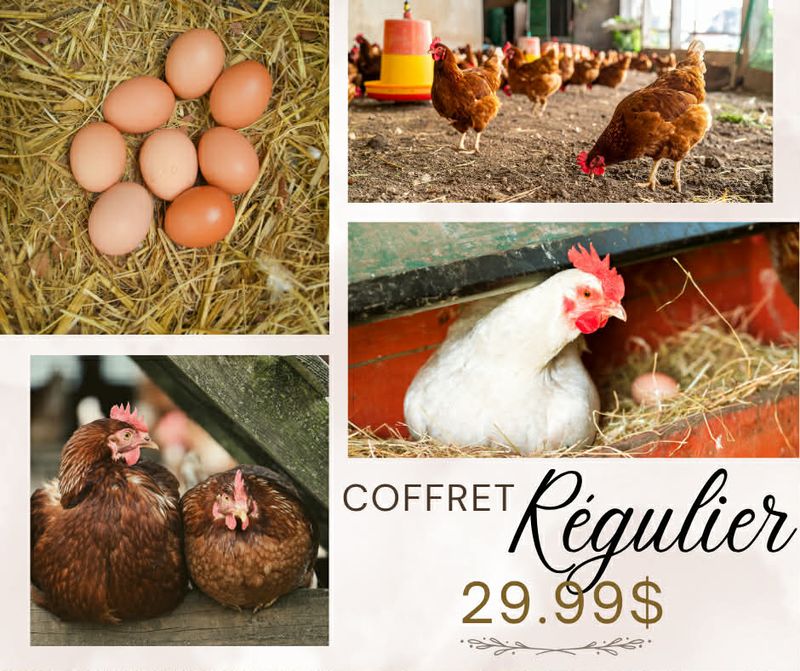 LES GRAINS DOUGLASS - All-in-One Regular Box for Layin Hens