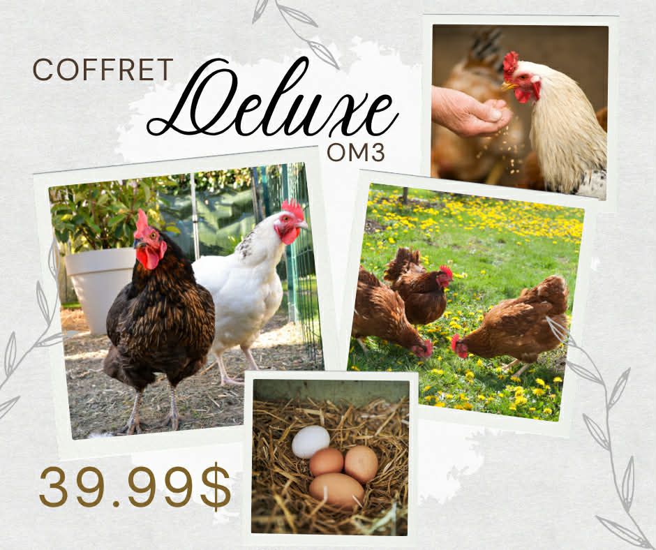 LES GRAINS DOUGLASS - All-in-One Deluxe Box for Layin Hens