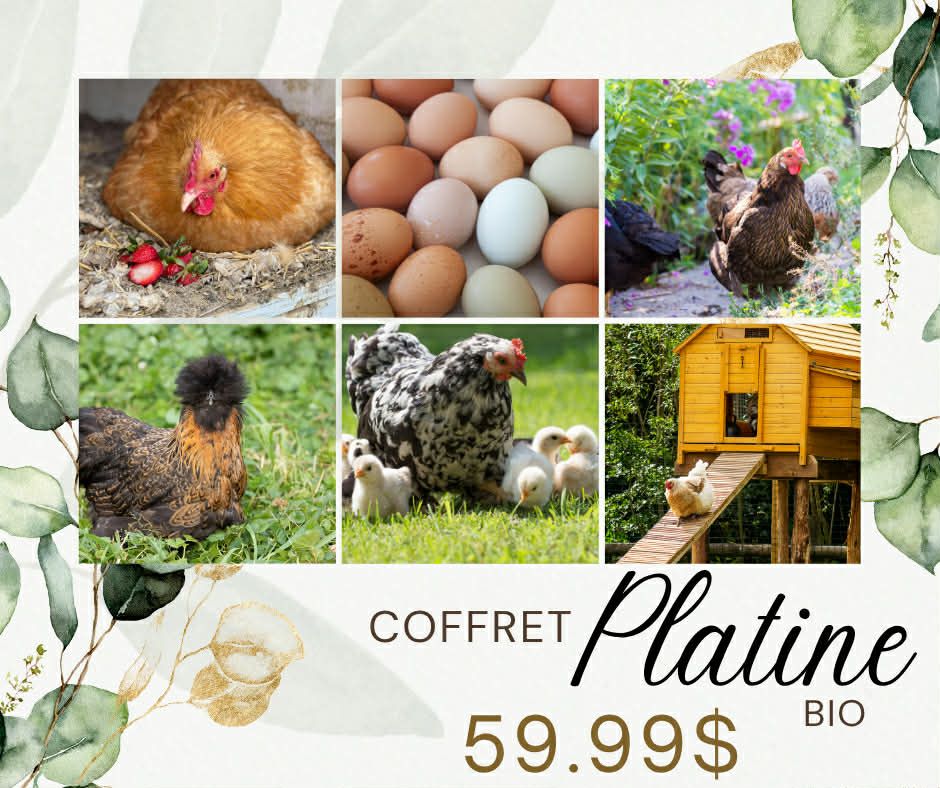 LES GRAINS DOUGLASS - All-in-One Platinum Box for Layin Hens