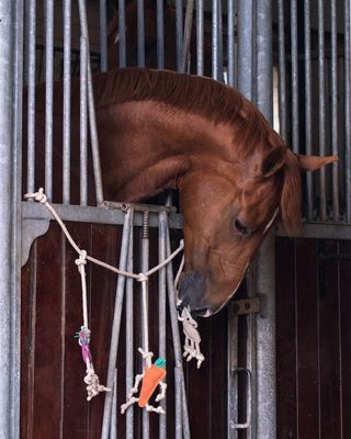 QHP - Horse Toy Box Hanger