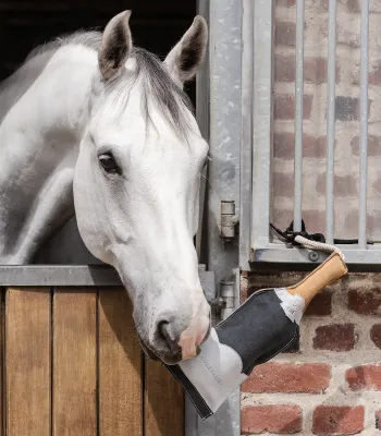 WALDHAUSEN - Horse Toy Champagne Bottle