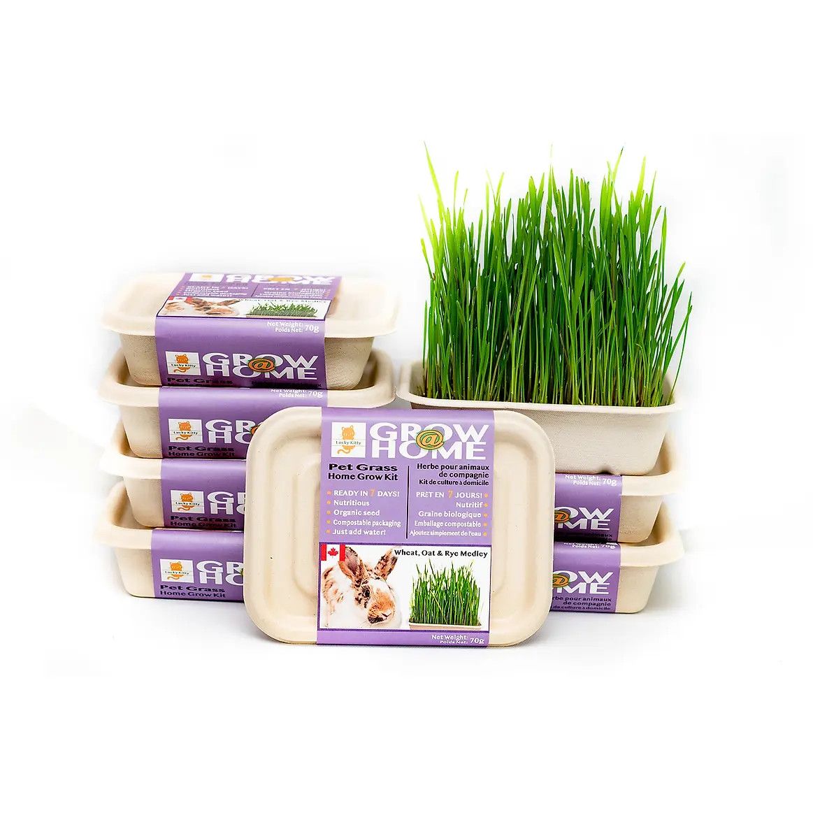 FOG FARMS - Grow Home Medley Kit Pet Grass, Size: 200g