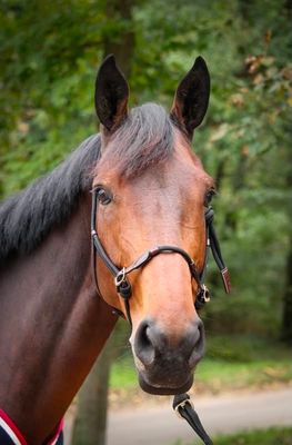 PENELOPE - Ethological Halter Havana/Black