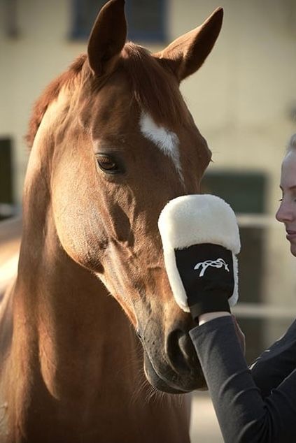 PENELOPE - Grooming Glove