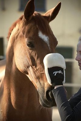 PENELOPE - Grooming Glove