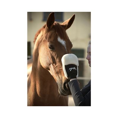 PENELOPE - Grooming Glove