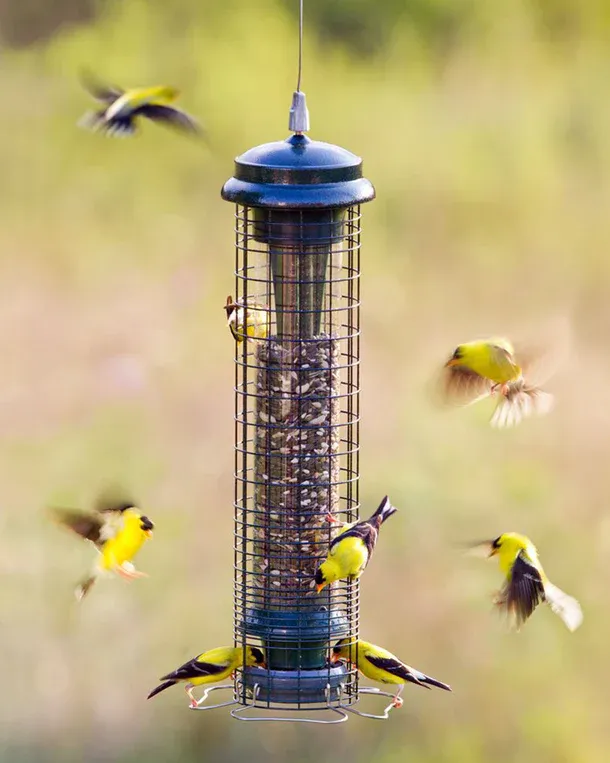BROME BIRD CARE - Squirrel Solution 150