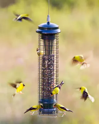 BROME BIRD CARE - Squirrel Solution 150