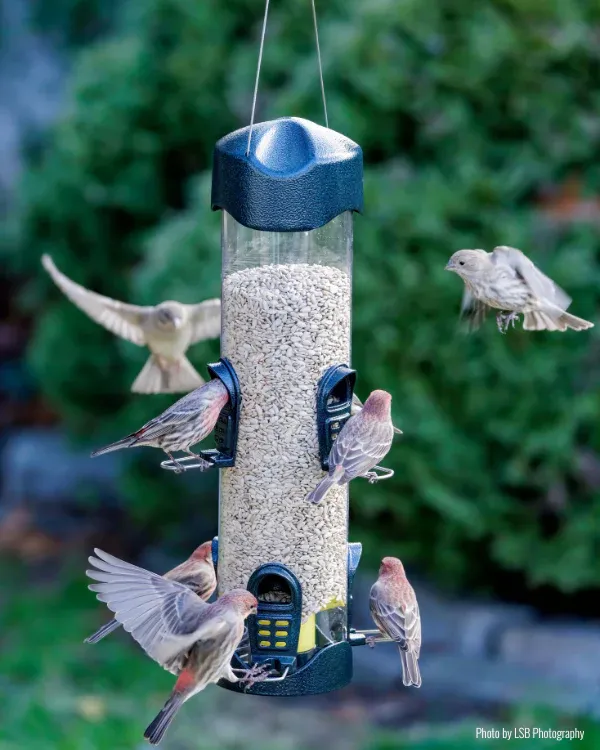 BROME BIRD CARE - Mega 600 Bird Feeder