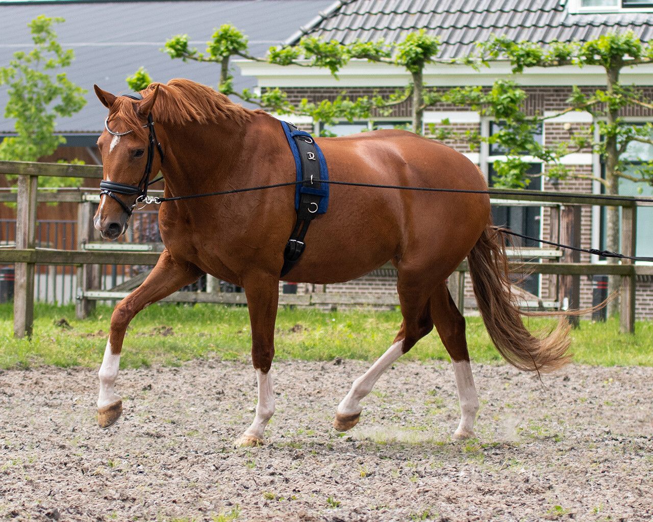 QHP - Double Lunge Line Black