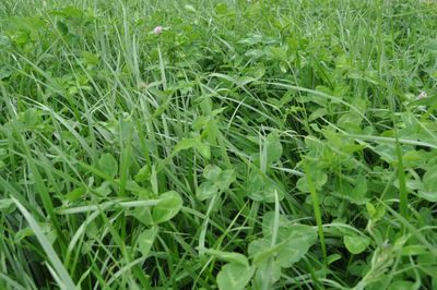 FORAGE FIRST - Hay Maker Lowland XL