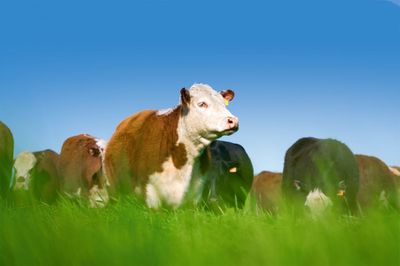 FORAGE FIRST - HP 152 XL Forage Mix