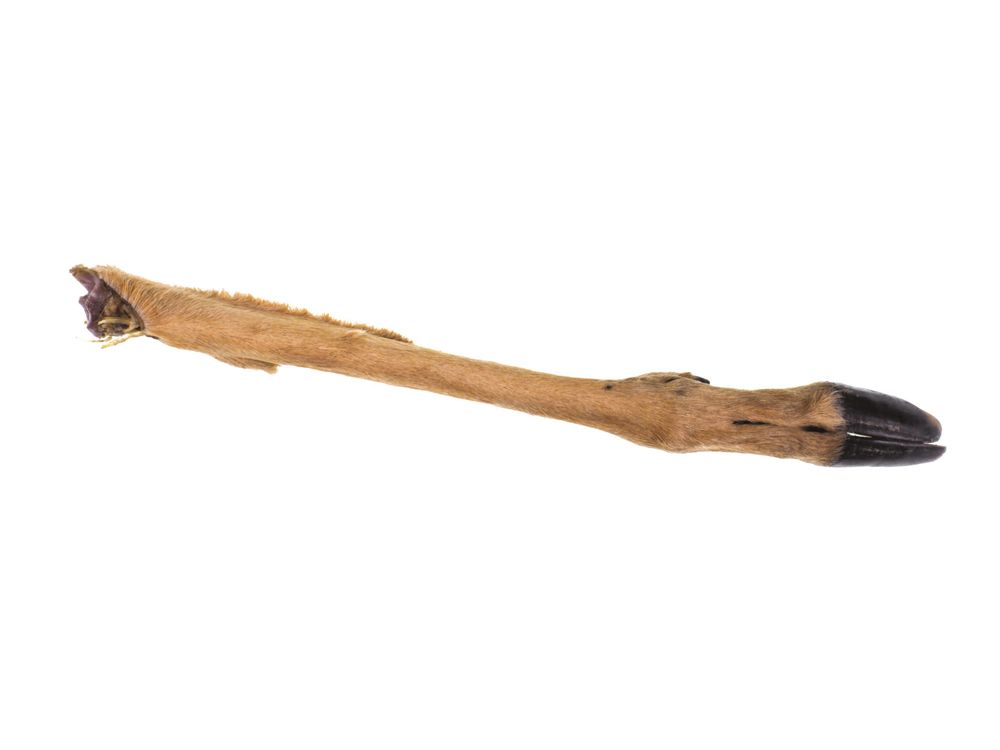 GOURMET 4 PATTES - Deer Leg with Fur, Size: Large (34-50cm)