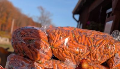 VERGER CASSIDY - Fresh Carrots