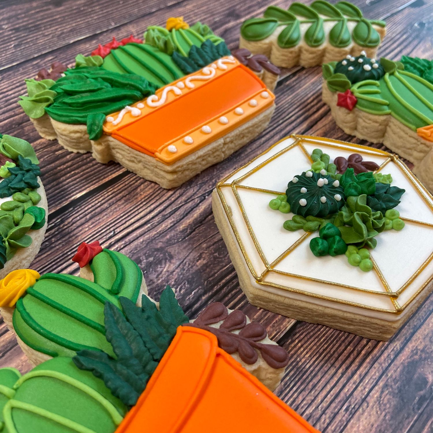 SUCCULENTS & CACTUS SET (Dozen) SUCCULENTS & CACTUS SET (Dozen)