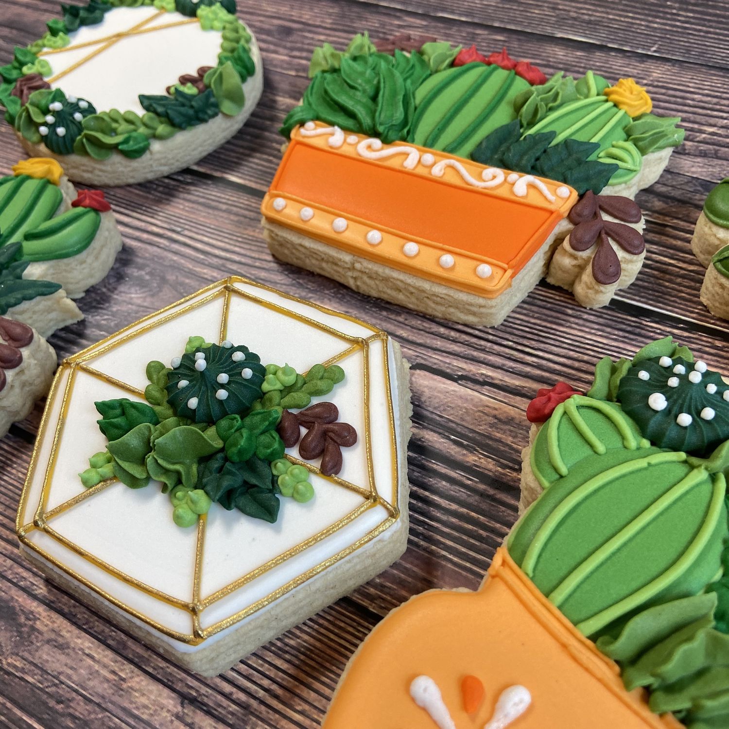 SUCCULENTS & CACTUS SET (Dozen) SUCCULENTS & CACTUS SET (Dozen)