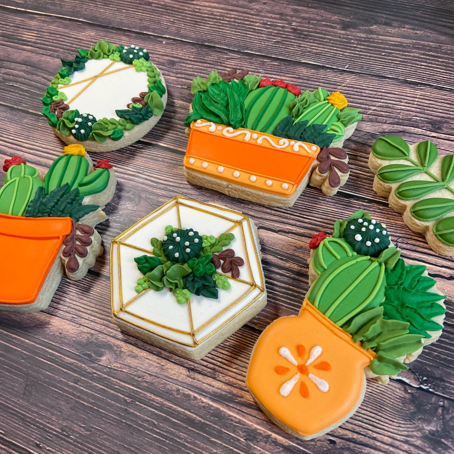 SUCCULENTS & CACTUS SET (Dozen) SUCCULENTS & CACTUS SET (Dozen)