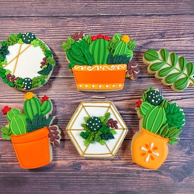 SUCCULENTS &amp; CACTUS SET (Dozen)