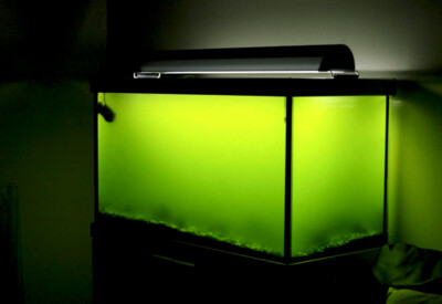 Green Water Algae