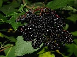Elderberries Elderberries