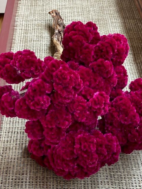 Dried Flowers – Shop – Forbes Farmstead Market