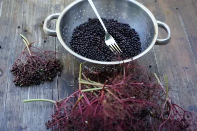 Elderberries