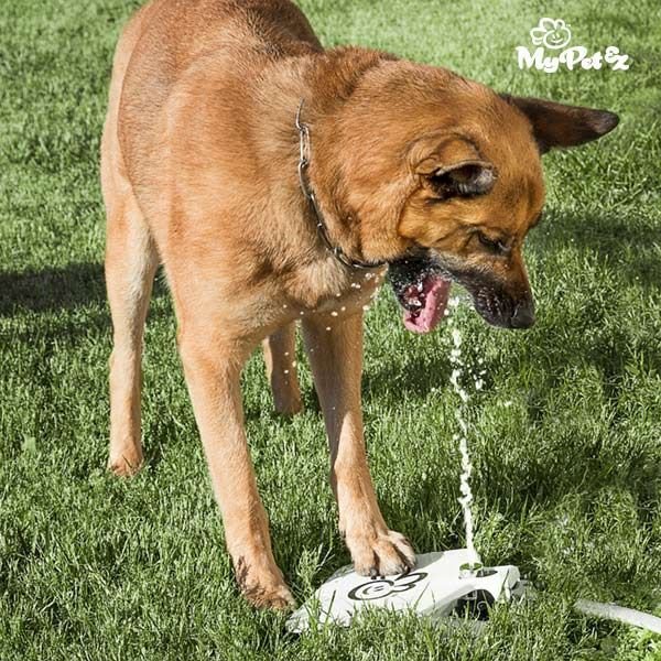 My Pet  Fountain